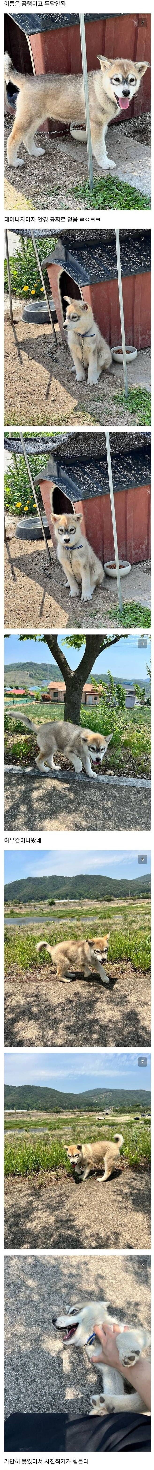 이름은 곰탱이고 두달 됐음