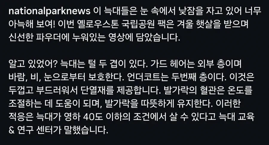 눈밭에서 낮잠중인 늑대들 관련 이미지 1