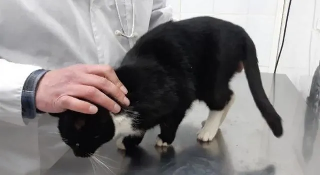 마대자루에 담겨 파쇄되기 직전 구조된 고양이 관련 이미지