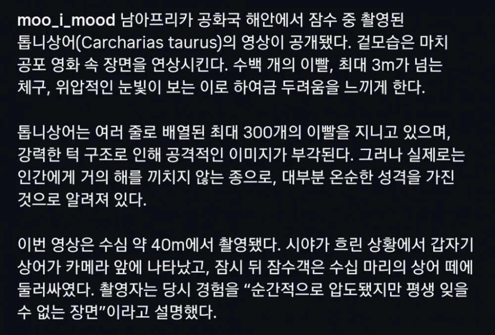 남아공 수심 40미터에서 촬영된 톱니상어 관련 이미지