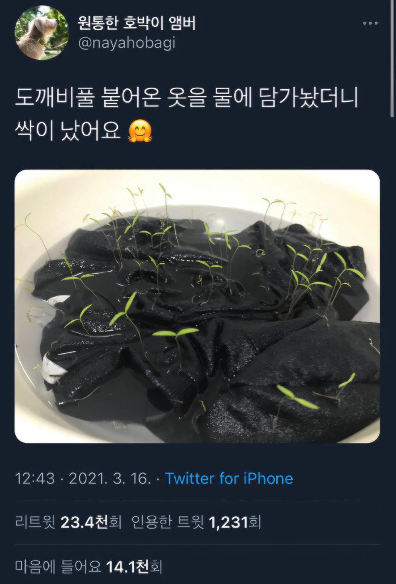 강아지 옷 물에 3일 담가두면 생기는 일